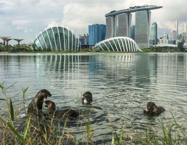 Where to Spot Wildlife in SG