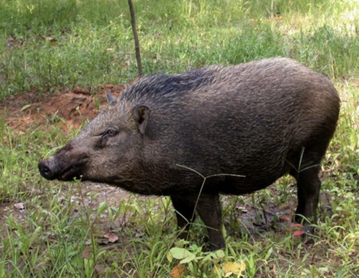 Where to see Wild Boars in Singapore