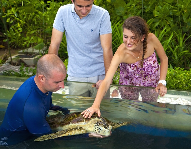 gaya island turtle conservation