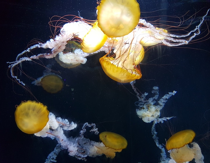s.e.a.aquarium nat geo ocean wonders record breaker