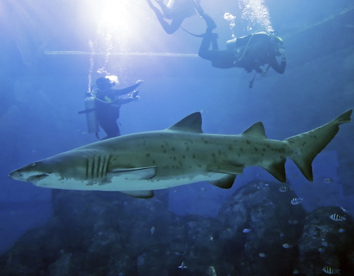 sand tiger shark