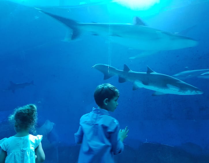 things to do with kids in singapore see sharks at RWS S.E.A Aquarium