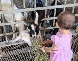 june school holiday activities singapore - animal farm