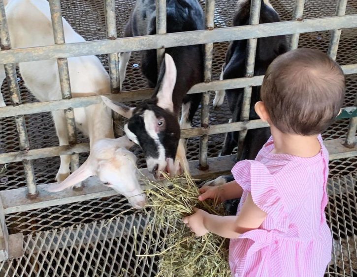 Kids activities in Singapore for small kids and teens - visit the Hays dairies farm