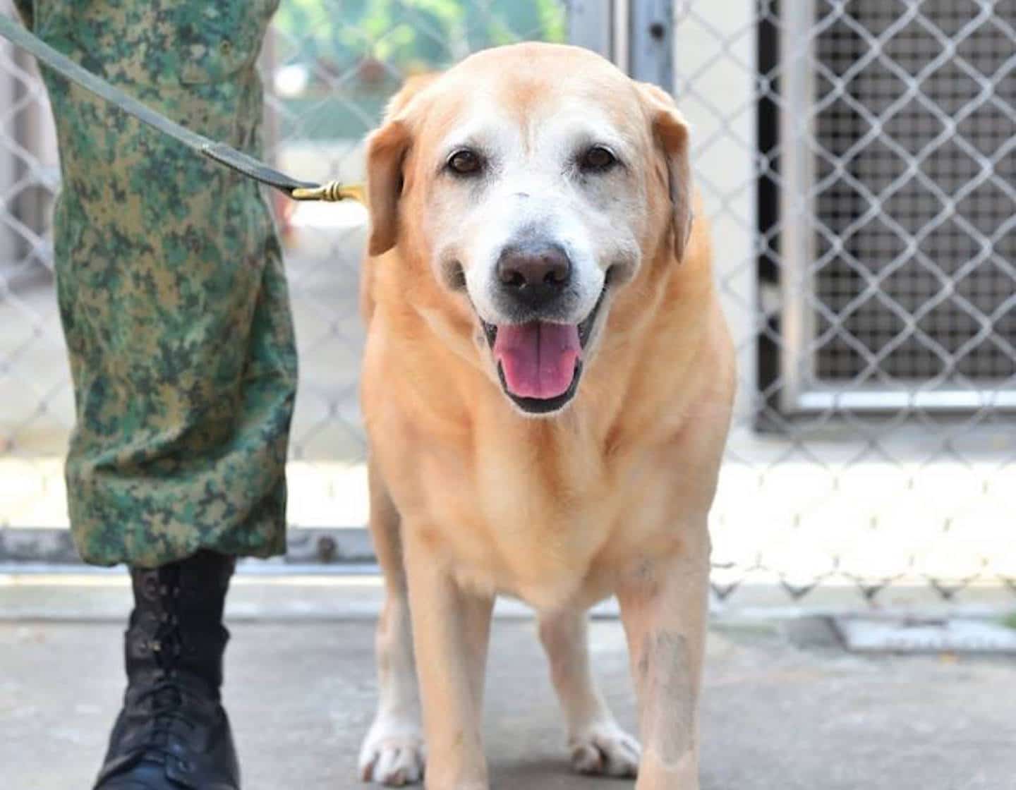 dog adoption singapore rsaf heartlands military dogs