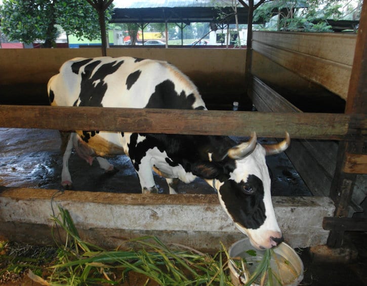 goat farms in singapore and animal farms in singapore - viknesh dairy farm in singapore
