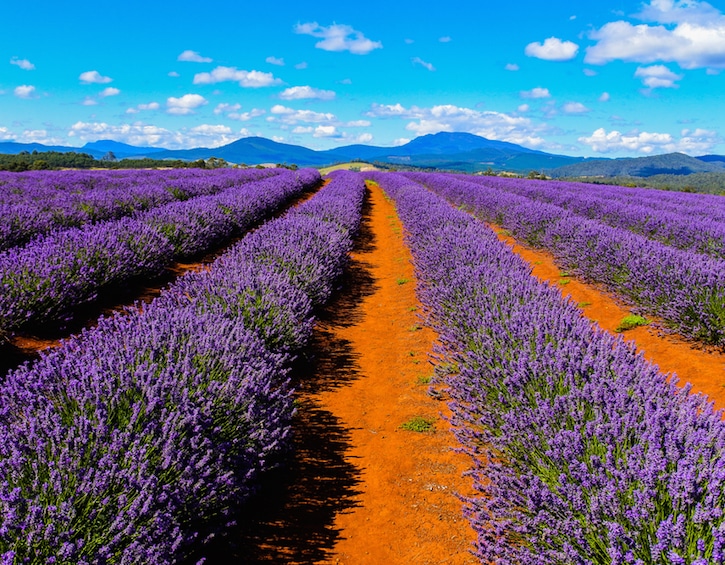 australia travel tasmania bridestowe estate lavender