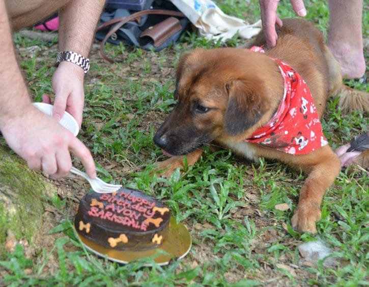 the-barkery-pet-food-dog-cake