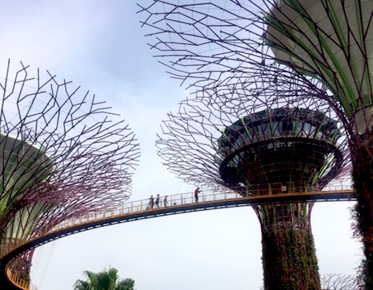 gardens-by-the-bay-treetop-walk