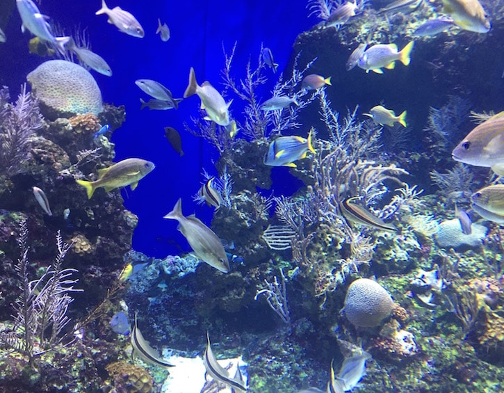 sea-Aquarium-sentosa