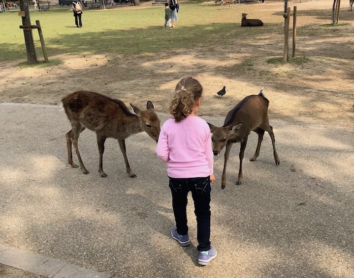 Feeding the deer at Nara: things to do in kyoto with kids