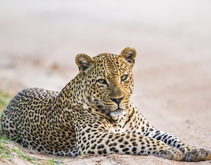 sri lanka travel leopard yala national park