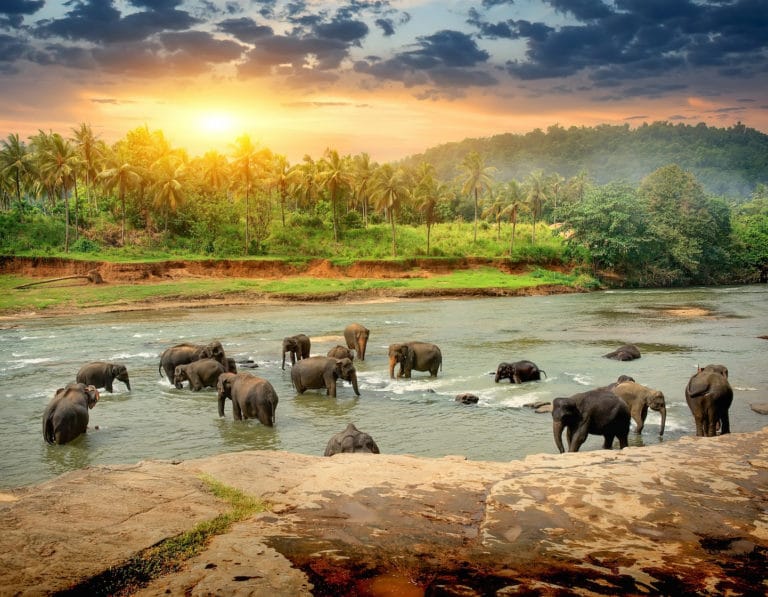 Elephants in Sri Lanka