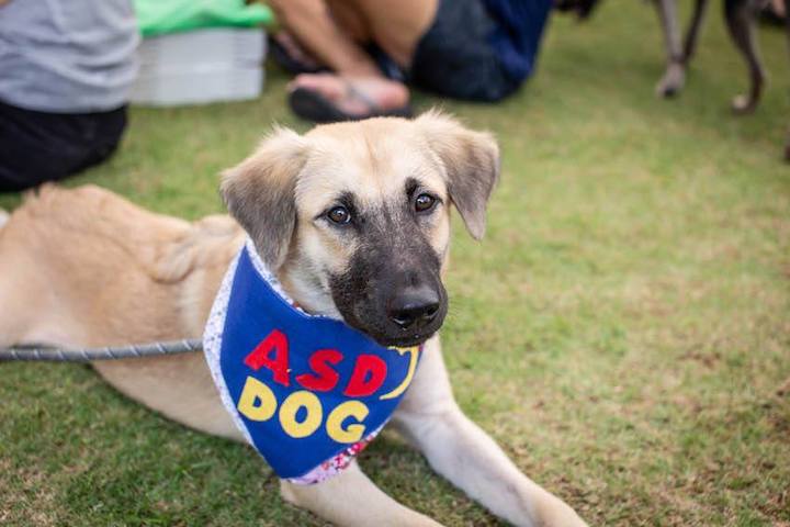 dog adoption in singapore asd puppy adoption drive