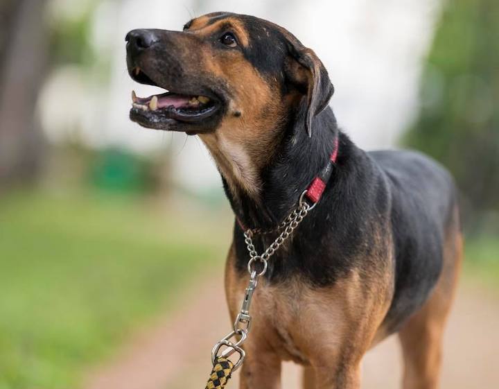 dog adoption singapore exclusively mongrels limited