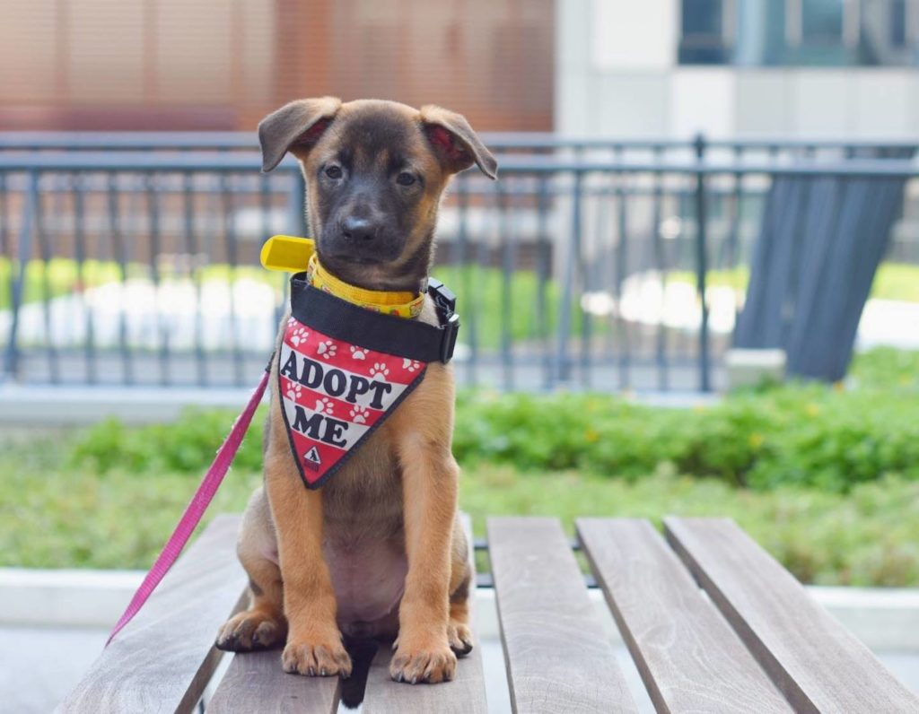 dog adoption singapore sosd puppy