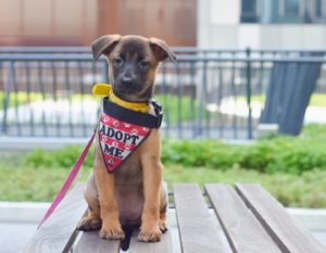 dog adoption singapore sosd puppy