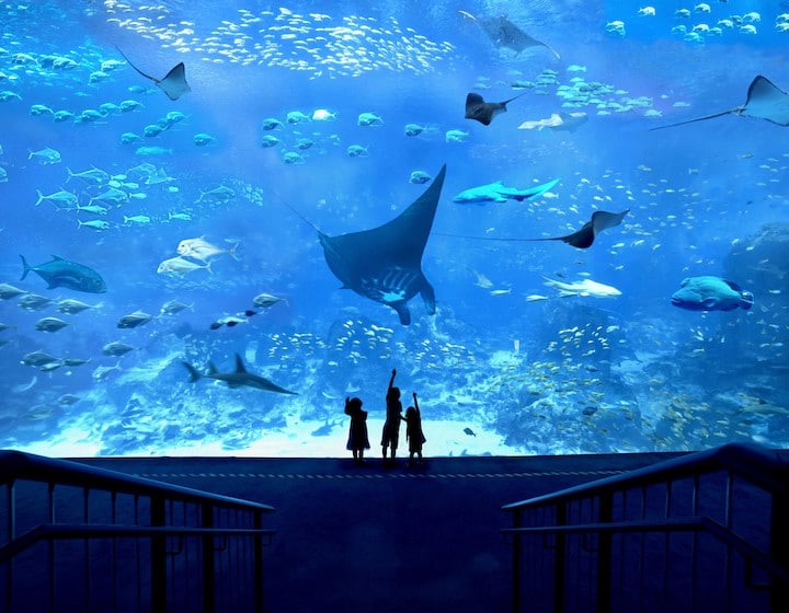 sentosa for kids sea aquarium at resorts world