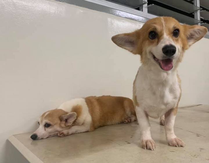 singapore dog adoption vfa corgis