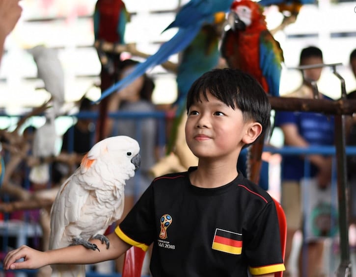 Macaw Free Flight Show at PetExpo 2019