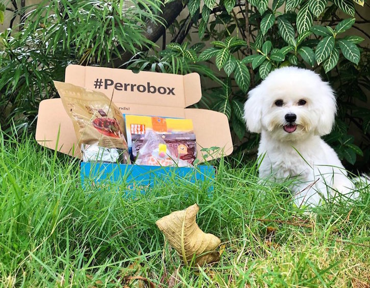 perrobox dog subscription review