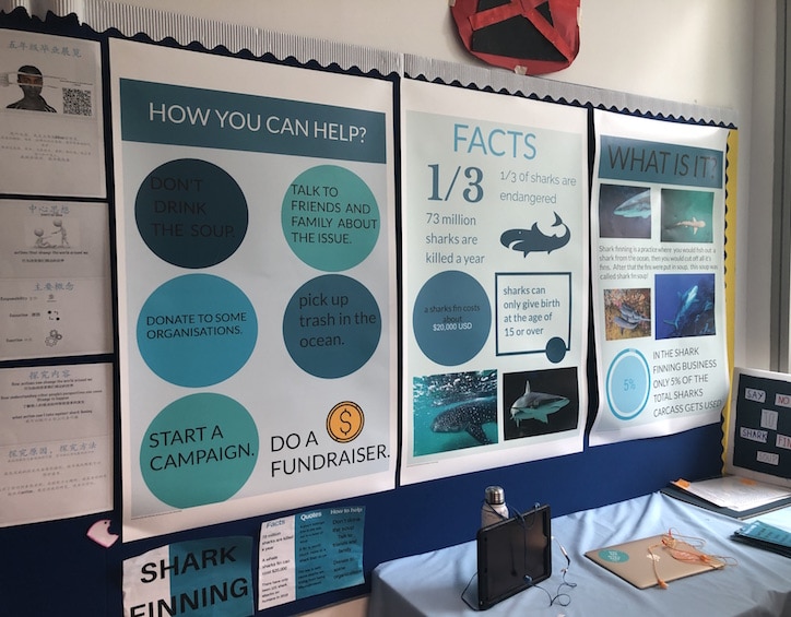 grade 5 exhibition display is a key part of ib pyp learning outcomes