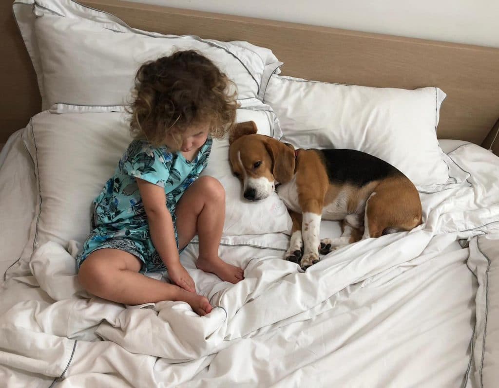 a day in the life of tania tulen of etc personal management starts with toddler daughter and buckley the beagle