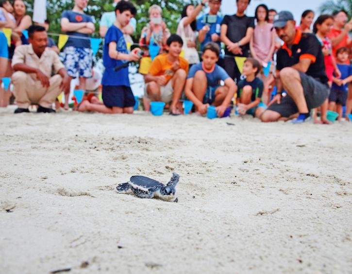 turtle release bintan island