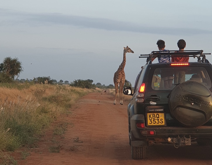 safari with animals nearby in africa