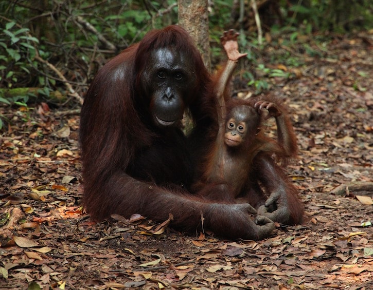 orangutans in the wild