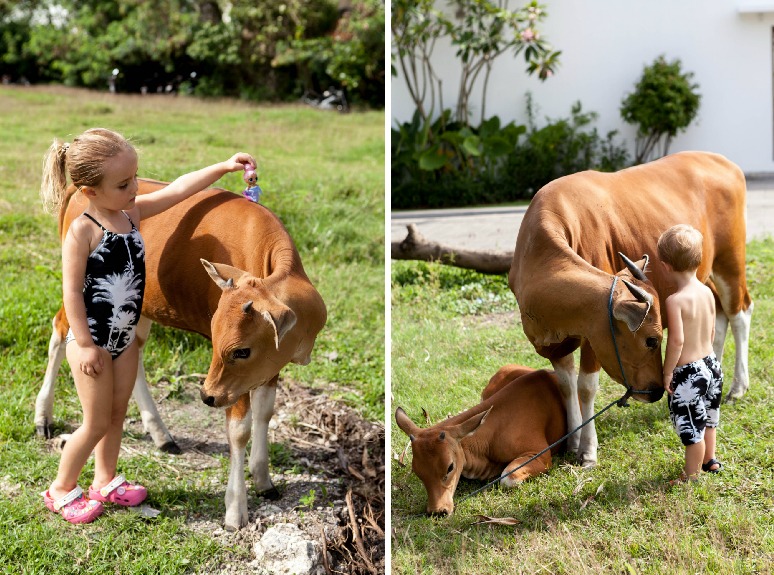 kids with cows in bali