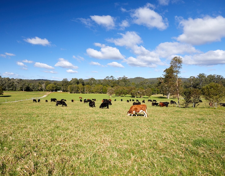 great beef in singapore comes from australia like these cows photo by Simon Freeman