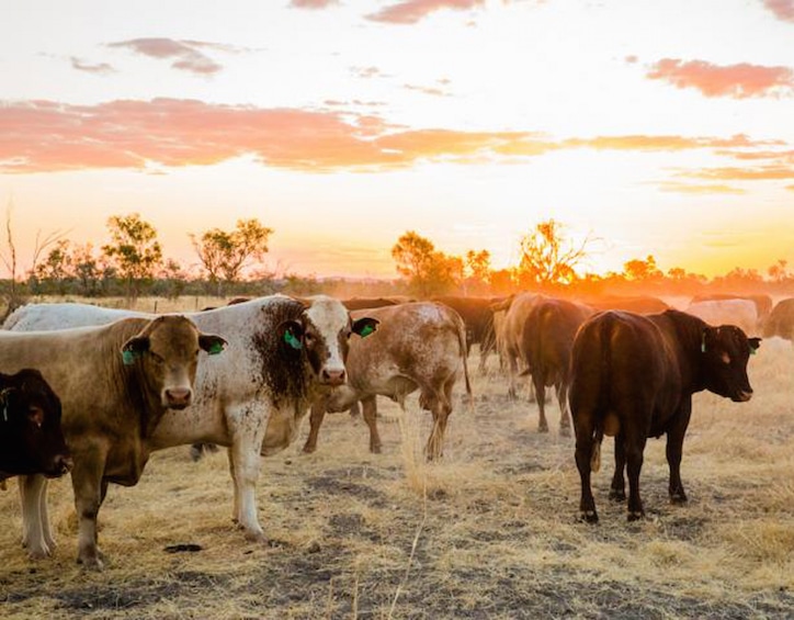 outback cows from five farmers premium australian beef
