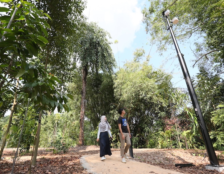 OCBC Arboretum at Singapore Botanic Gardens new gallop extension