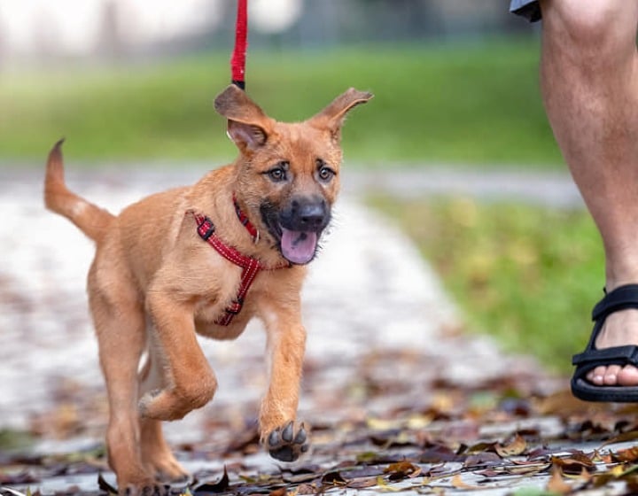 Donations in Singapore - Animals Shelters in Singapore