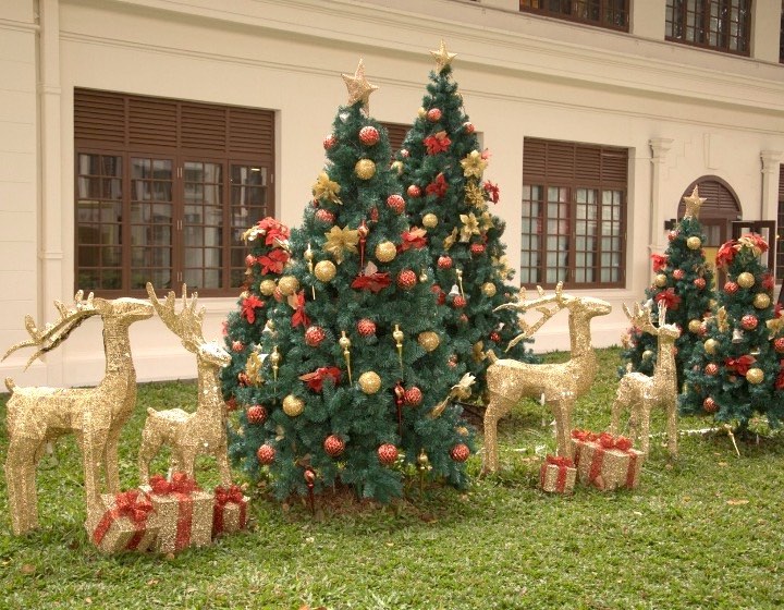 where to buy christmas trees in singapore Prince's Landscape and Gardening