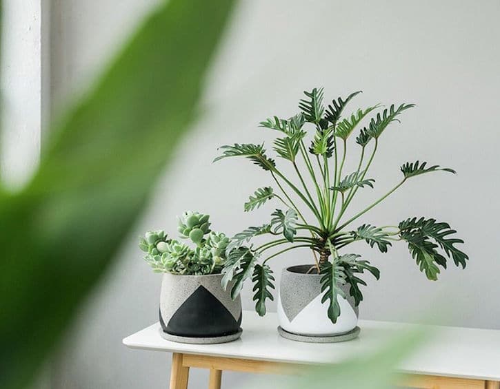 Black Friday sale tumbleweed plants pots