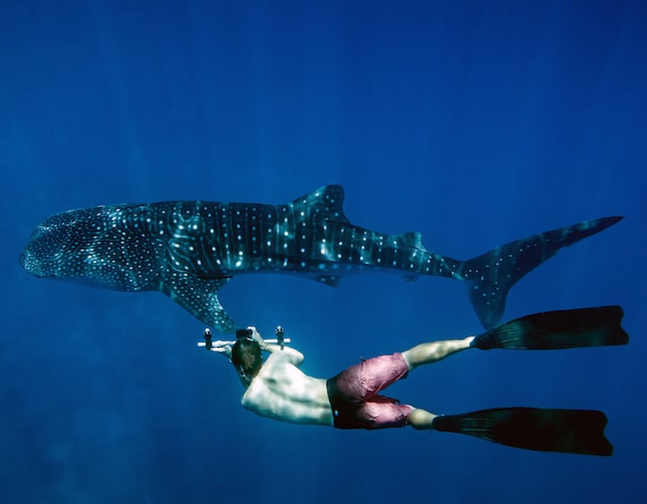 whale shark diving at maldives family resort lux south ari atoll 