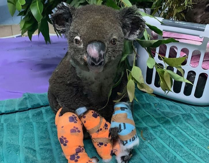 how to donate to australia bushfire victims like koalas