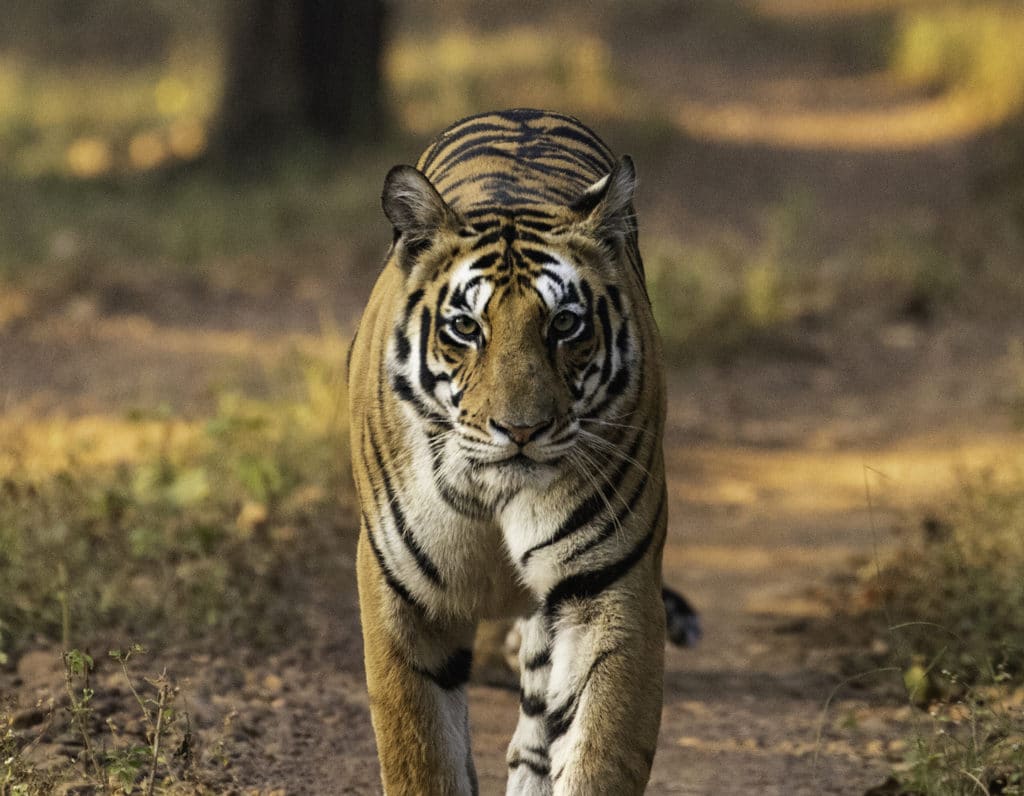 places to visit in Madhya Pradesh tiger kanha national park