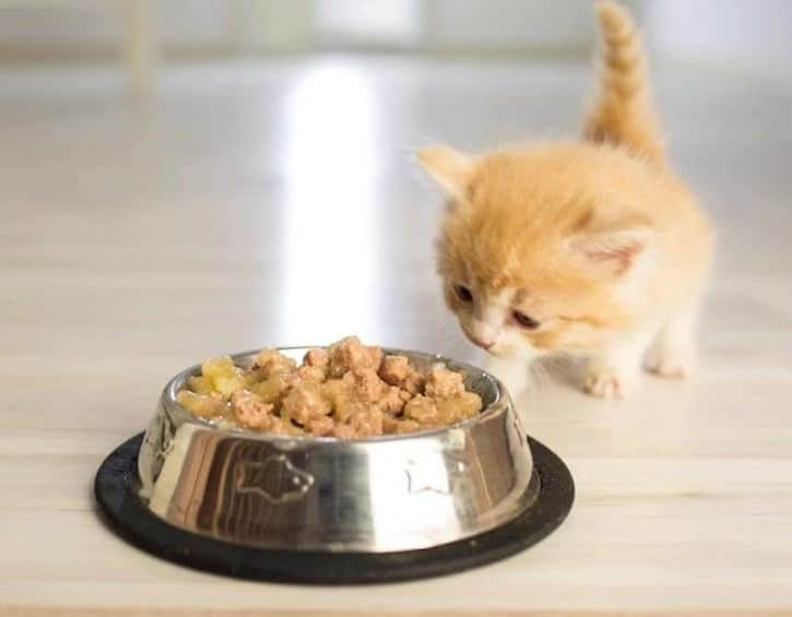 pet lovers centre birthday deals singapore cat food
