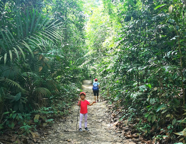 MacRitchie Reservoir Trails