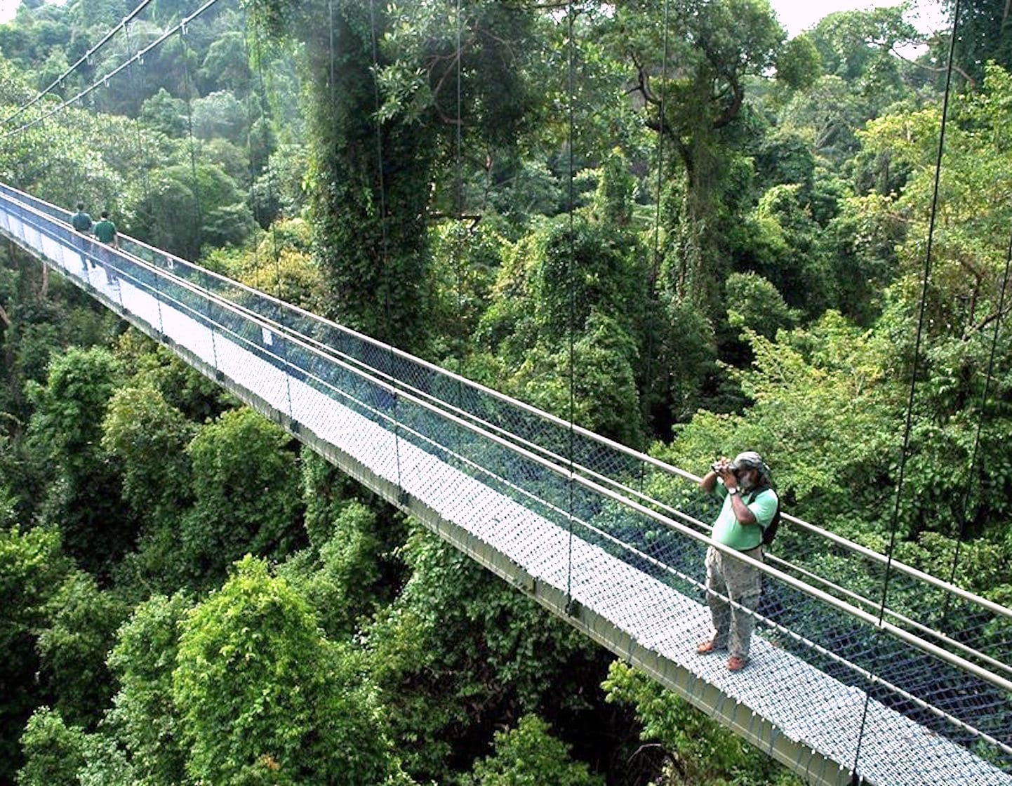 Kids activities in Singapore - visit  MacRitchie Reservoir - TreeTop Walk