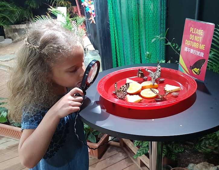 free museum singapore – Butterflies Up Close at Science Centre