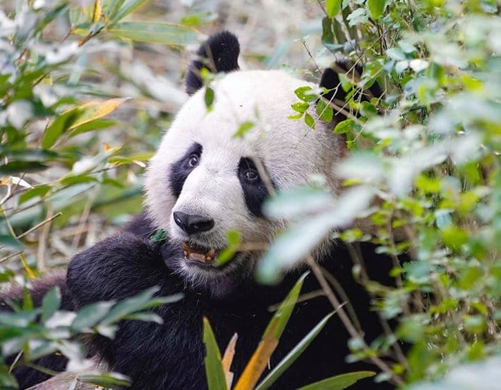 Chengdu Research Base of Giant Panda Breeding