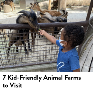 All About Summer 7 Kid-Friendly Animal Farms
