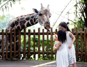 singapore zoo top tips with kids