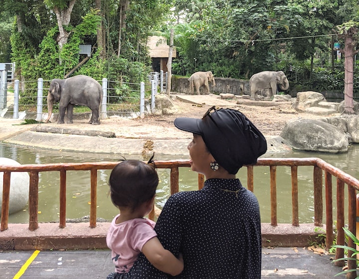singapore zoo tickets WRS elephant show 