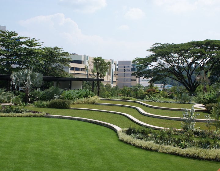 best-picnic-singapore-hortpark-lawn