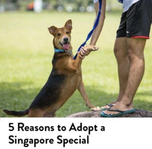 Reasons to Adopt Singapore Special